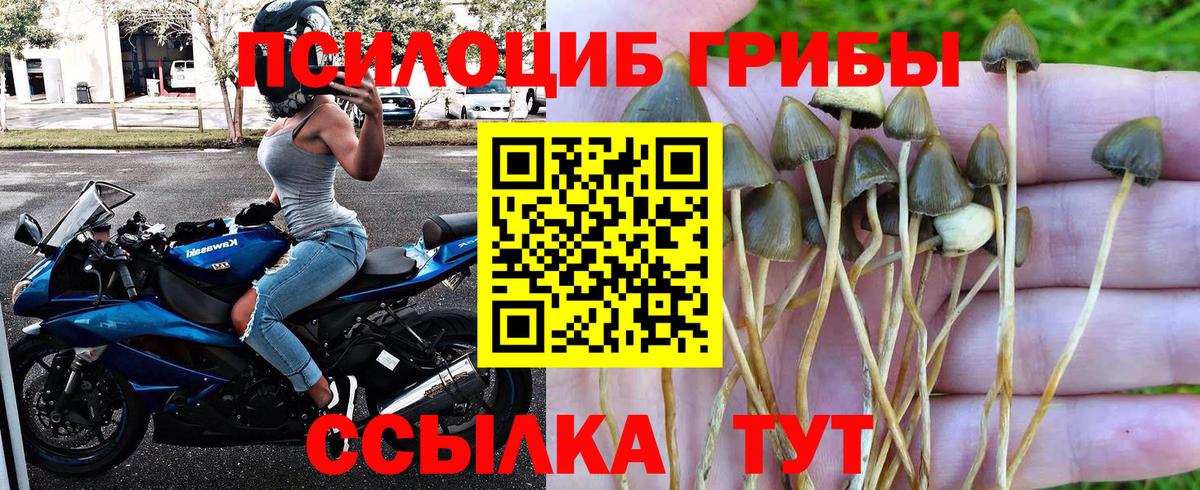 Галлюциногенные грибы Psilocybine cubensis Добрянка